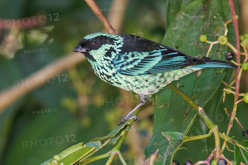 Beryl-spangled Tanager (Tangara nigroviridis) perched on a branch in Manu National Park, Peru