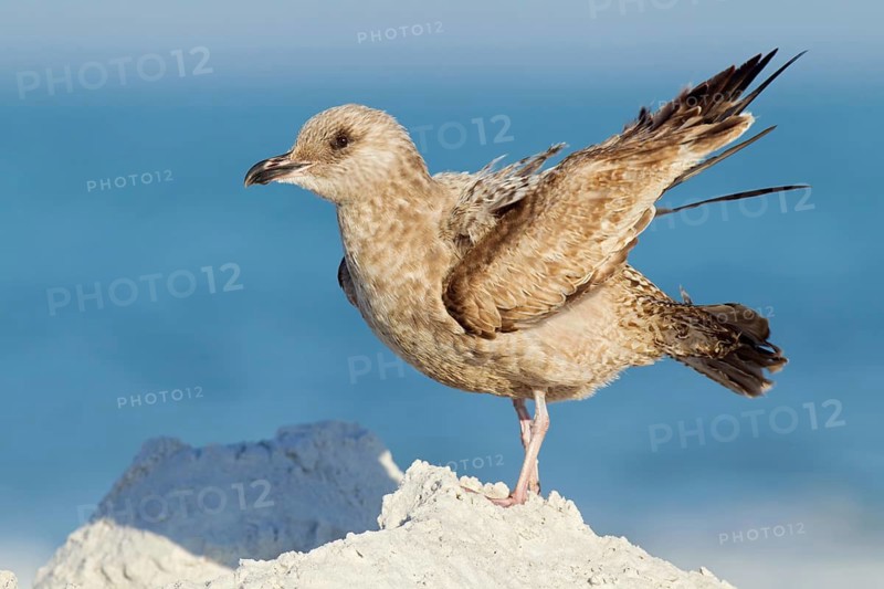 American Herring Gull (Larus smithsonianus), Florida, USA