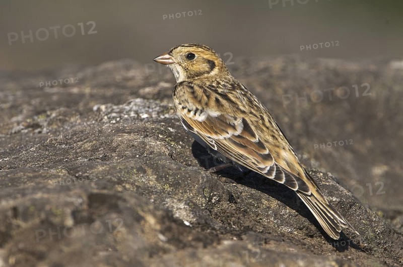 Lapland Longspur (Calcarius lapponicus), British Columbia, Canada