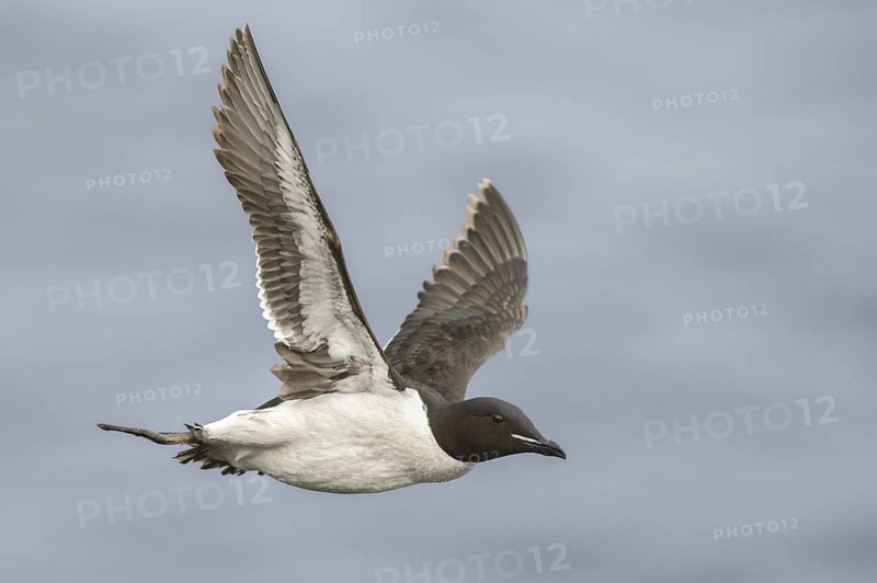 Thick-billed Murre (Uria lomvia) flying, Alaska, USA