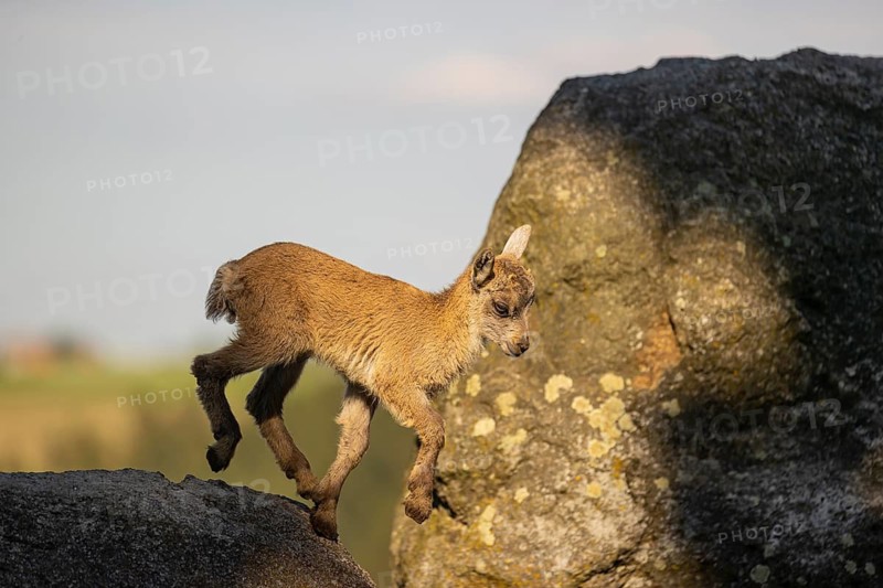 One baby ibex (Capra ibex) running between rocks. Some green vegetation around and a forest in the background