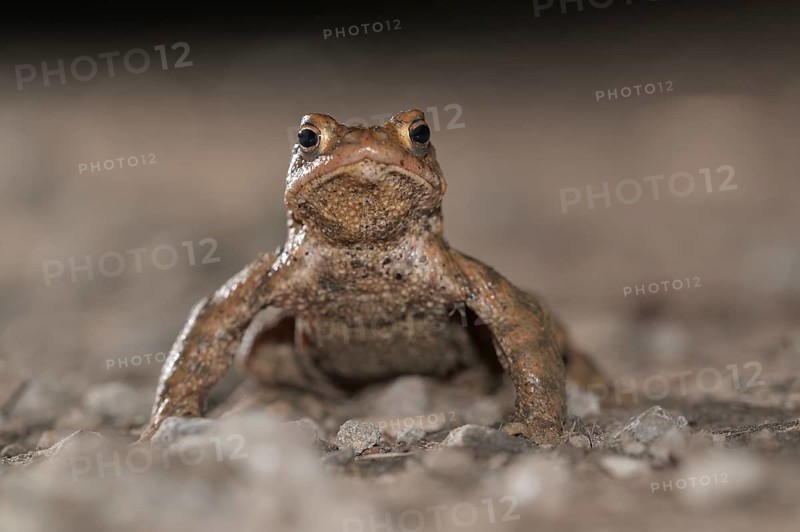Common toad (Bufo bufo), single male, on the way to spawning waters, evening, toad migration, Bottrop, Ruhr area, North Rhine-Westphalia, Germany