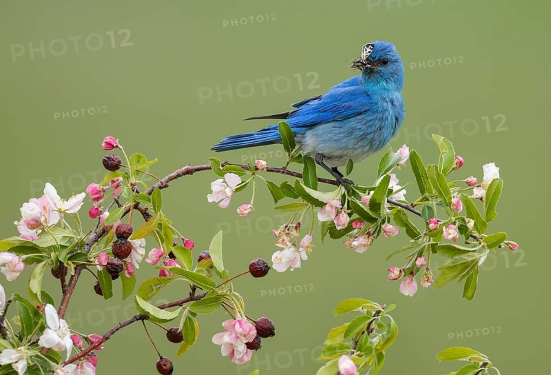 Mountain Bluebird (Sialia currucoides) male perched on a branch, British Columbia, Canada