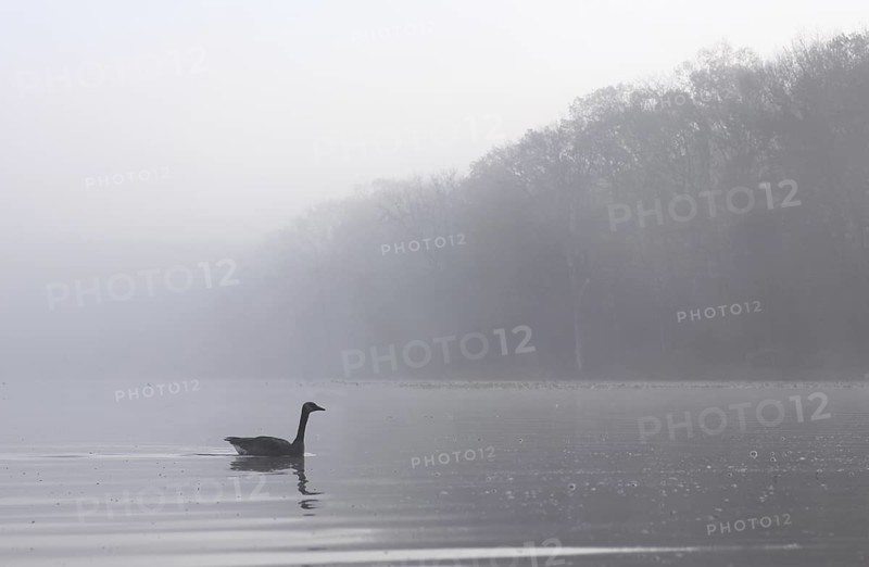 Canada Goose (Branta canadensis), Ohio, USA