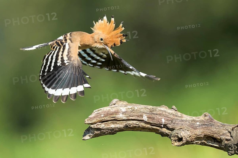 Eurasian Hoopoe (Upupa epops) landing on a branch, Aosta Valley, Italy