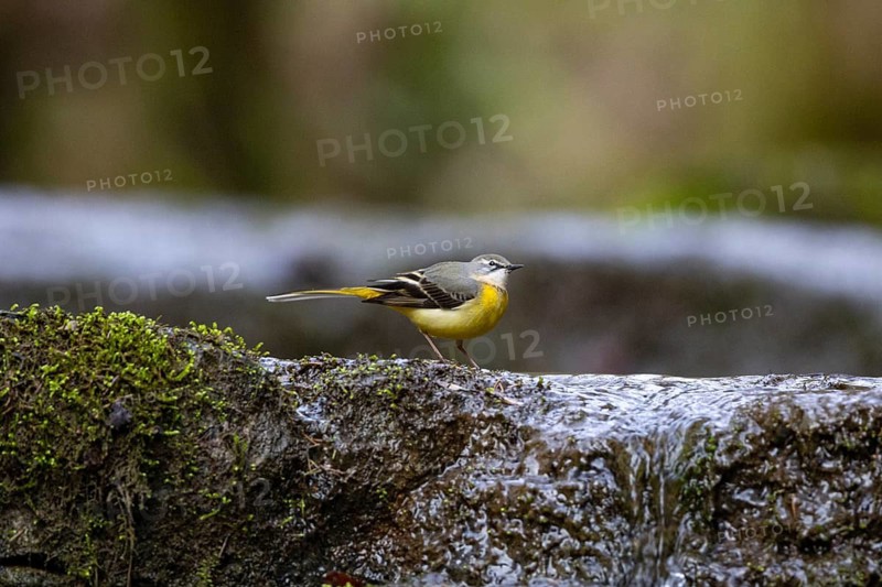 Grey wagtail (Motacilla cinerea) Germany