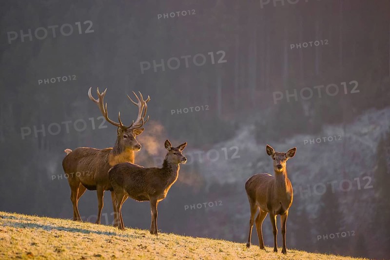 Two red deer hinds and a stag (Cervus elaphus) stand on a frozen meadow on hilly ground in the first light of the day. A forest in fall foliage in the background
