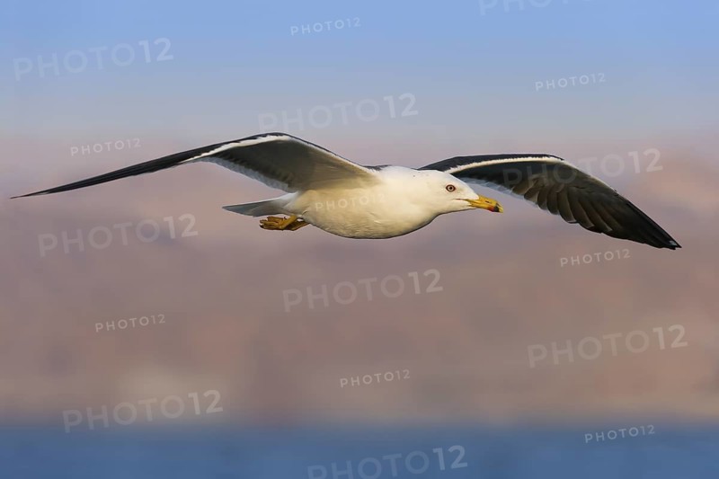 Lesser Black-backed Gull (Larus fuscus) flying, Eilat, Israel