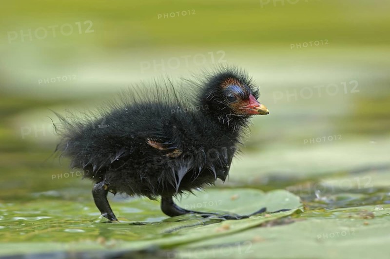 Common Moorhen (Gallinula chloropus) juvenile, North Rhine-Westphalia, Germany