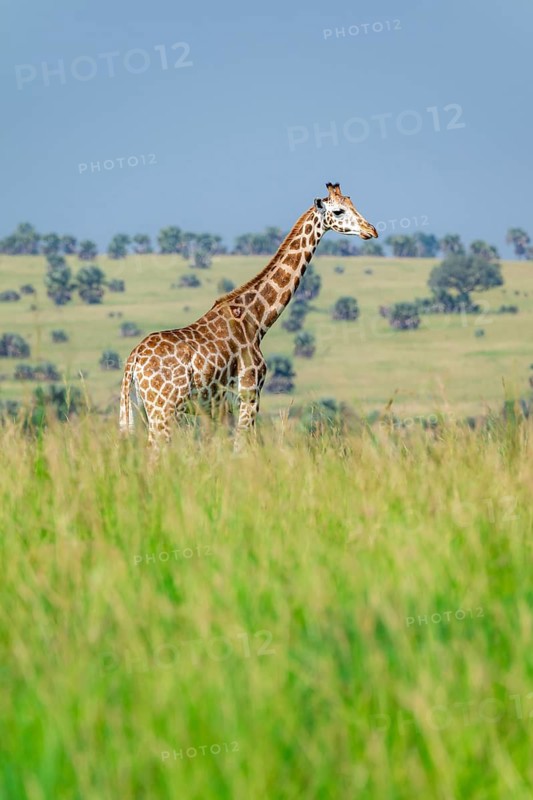 Rothschild's giraffe (Giraffa camelopardalis rothschildi) in green grass, Murchison Falls National Park, Uganda