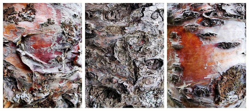 Triptych, three photos of bark of a Chinese birch, also called copper birch (Betula albosenensis), birch bark, Húsafell, Iceland, Scandinavia