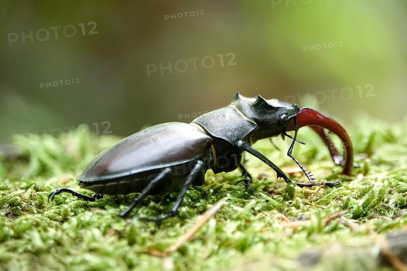 Fascinating stag beetle (Lucanus cervus), insect of the year 2012, June, Saxony, Germany