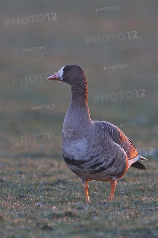 Greater White-fronted Goose (Anser albifrons), North Rhine-Westphalia, Germany