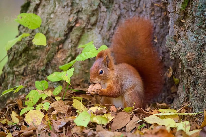 Eurasian squirrel (Sciurus vulgaris), sitting on a tree and eating a nut, surrounded by autumn leaves, Baden-Württemberg, Germany