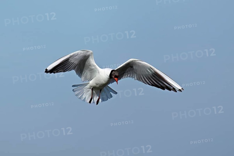 Black-headed gull (Chroicocephalus ridibundus, syn.: Larus ridibundus), adult bird in flight, Texel, West Frisian Islands, province of North Holland, Netherlands