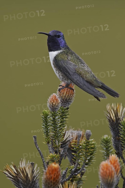 Ecuadorian Hillstar (Oreotrochilus chimborazo), Ecuador