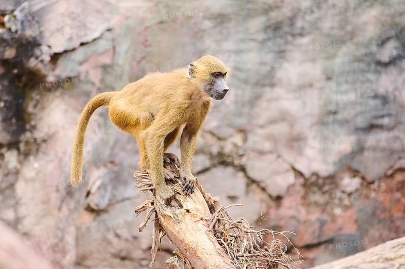 Guinea baboon (Papio papio) sitting on a tree trunck, Bavaria, Germany Europe