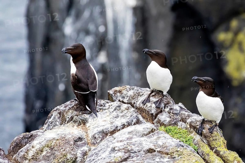 Europe, Scotland, island, Isle of May, razorbill, razorbills, animals, birds, (Alca torda), family of alcids, sitting on rocks Isle of May