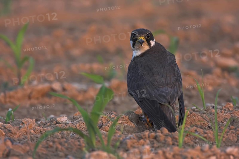 Eurasian Hobby (Falco subbuteo), Oman