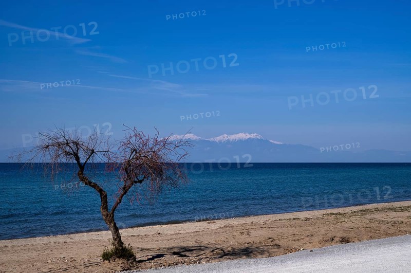 Tree on the beach of Nea Kallikratia, Chalkidiki, Halkidiki, in the background Mount Olympus, Olympus, snow-covered, Macedonia, Greece