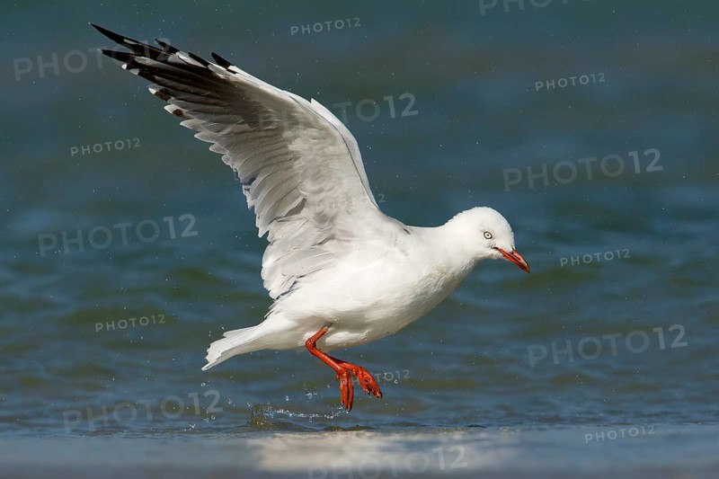 Silver Gull (Chroicocephalus novaehollandiae), Victoria, Australia