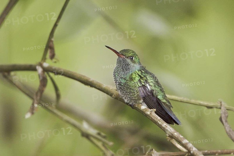 Glittering-throated Emerald (Amazilia fimbriata), Ecuador