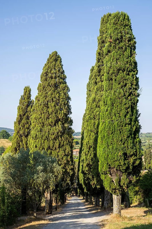 Road going up to the village of Montepulciano, Tuscany, Italy