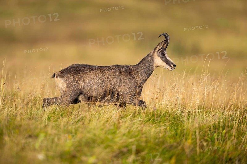Chamois (Rupicapra rupicapra) on a meadow in the Vosges Mountains, wildlife, France