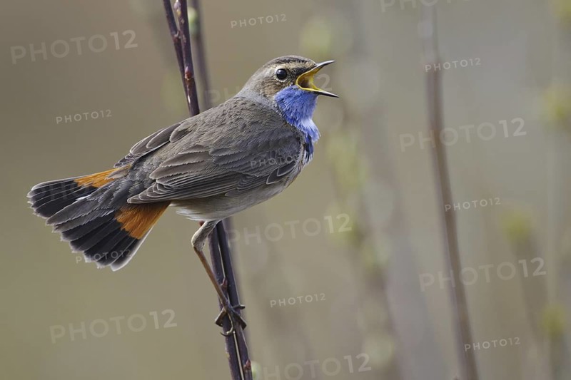 Bluethroat (Luscinia svecica cyanecula) male singing, Lower Saxony, Germany