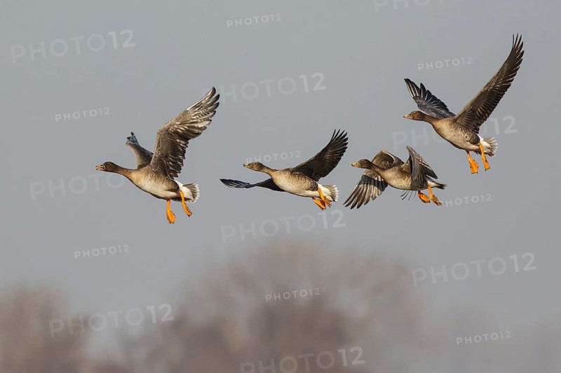 Taiga Bean Goose (Anser fabalis) group flying, North Rhine-Westphalia, Germany