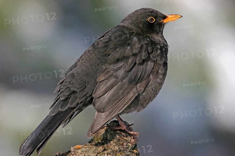 Blackbird (Turdus merula), one, individual, biotope, habitat, perch, garden, Neuhofen, Rhineland-Palatinate, Federal Republic of Germany