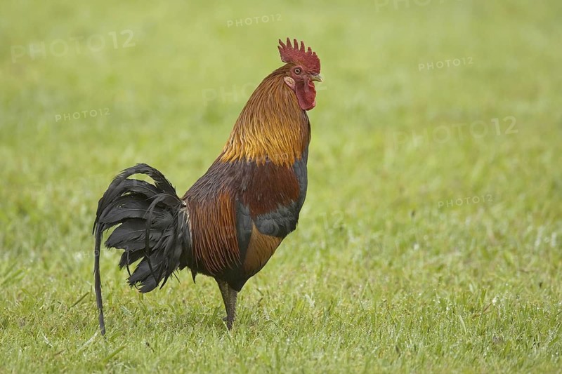 Red Junglefowl (Gallus gallus) male, Hawaii, USA