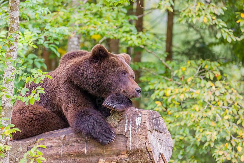 A young male Eurasian brown bear (Ursus arctos arctos) rests on a rotting log lying on the ground