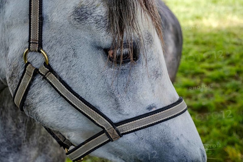 Young horses grazing in the paddocks of the Marbach Principal and State Stud's foal farm in St. Johann, Baden-Württemberg, Germany
