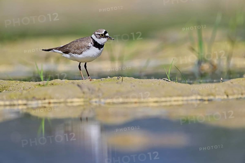 Little Ringed Plover (Charadrius dubius), standing in silt, Aue nature reserve, Reussegg, Sins, Canton Aargau, Switzerland