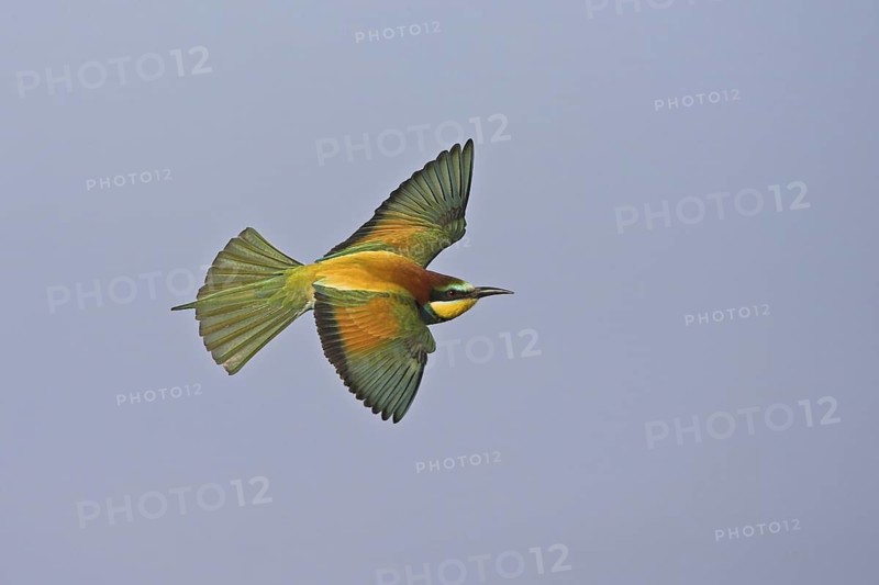 European Bee-eater (Merops apiaster) flying, Greece