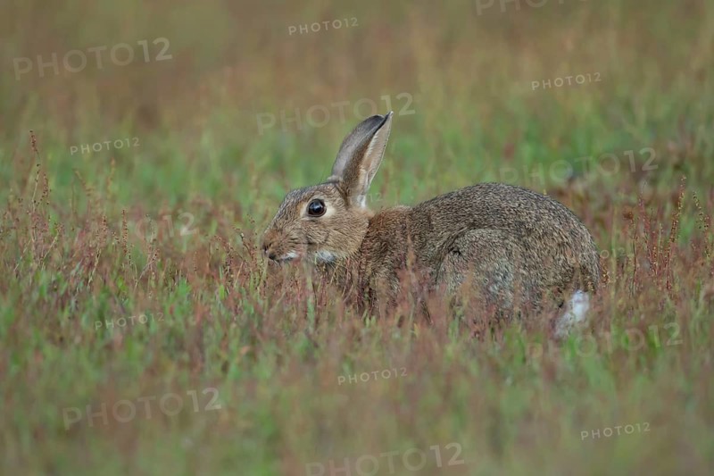 Rabbit (Oryctolagus cuniculus) wild adult animal in grassland in the summer, England, United Kingdom