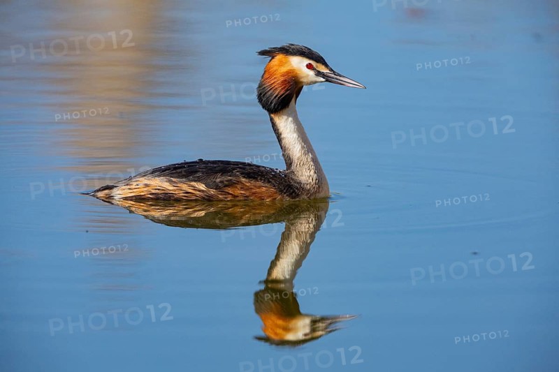 Great Crested Grebe (Podiceps cristatus) Germany