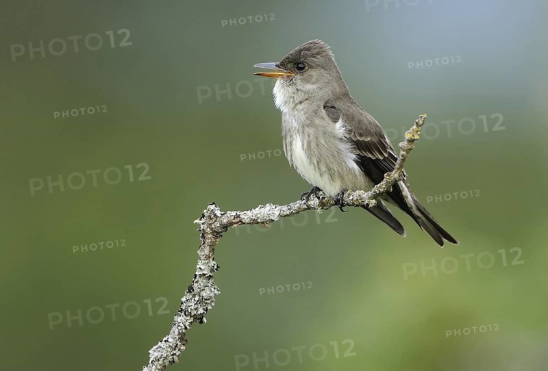 Olive-sided Flycatcher (Contopus cooperi), British Columbia, Canada