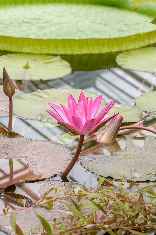 Water lily (Nymphaea 'Hofgärtner Gräbner'), Botanical Garden, Federal Republic of Germany