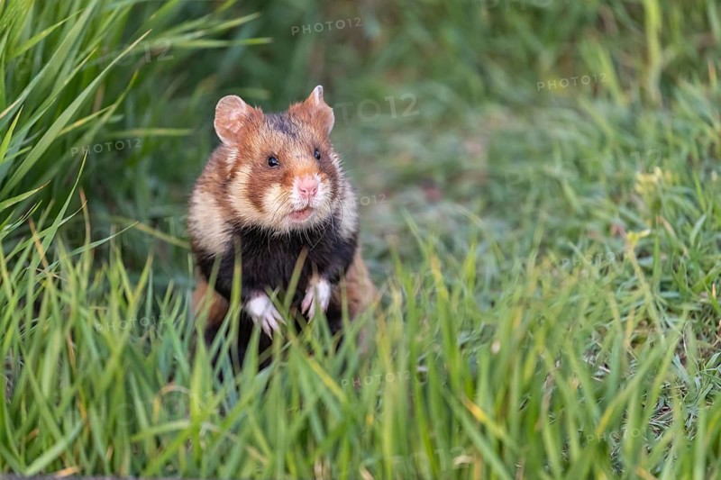 One European hamster (Cricetus cricetus), Eurasian hamster, black-bellied hamster or common hamster, standing tall in high grass, watching his surrounding for enemies and other hamsters