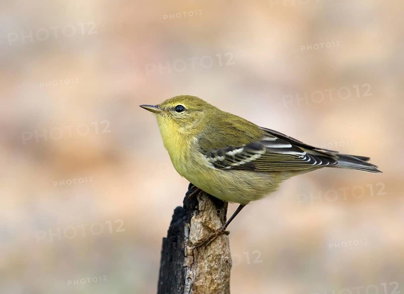 A Fall plumage Blackpoll Warbler, Setophaga striata, perched in Saskatoon, Canada