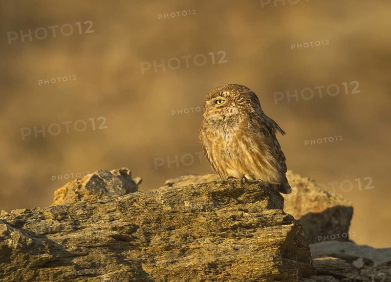 Little Owl (Athene noctua), Ladakh, India