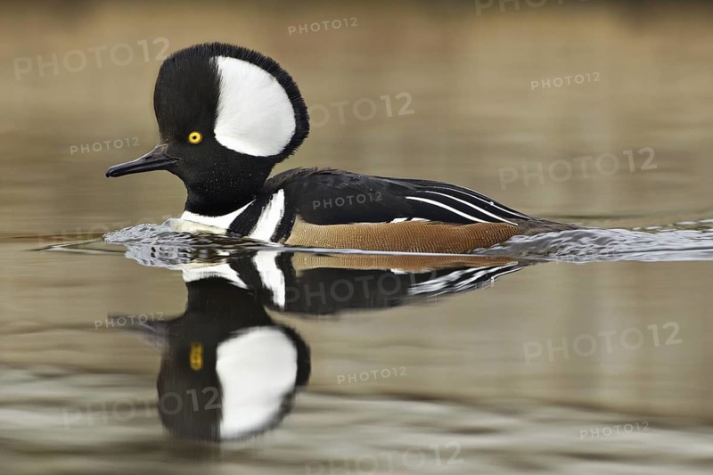 Hooded Merganser (Lophodytes cucullatus) male, Utrecht, Netherlands