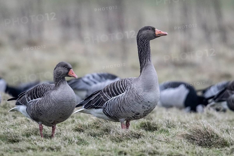Greylag geese (Anser anser), Amrum, Schleswig-Holstein, Germany