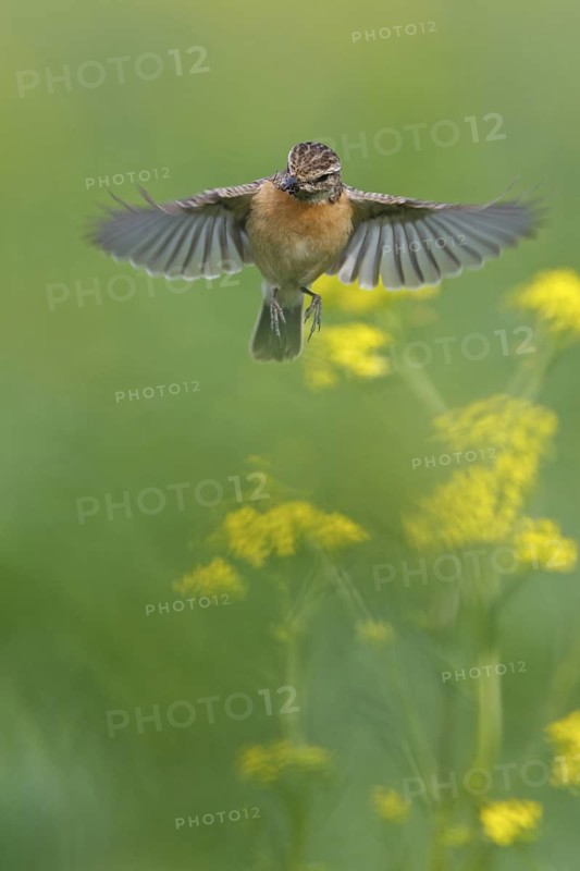 European Stonechat (Saxicola rubicola) female flying, Rhineland-Palatinate, Germany