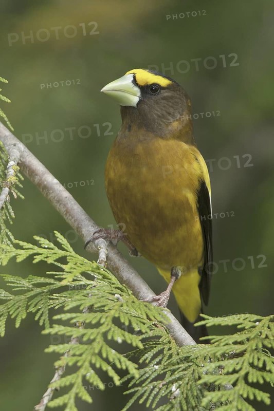 Evening Grosbeak (Hesperiphona vespertina) male, British Columbia, Canada
