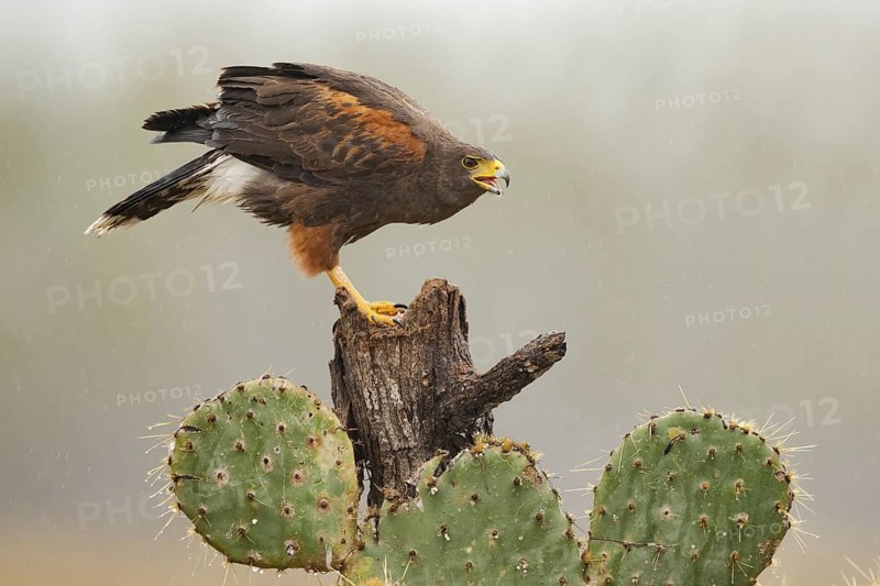 Harris's Hawk (Parabuteo unicinctus) perched on a stump, Texas, USA
