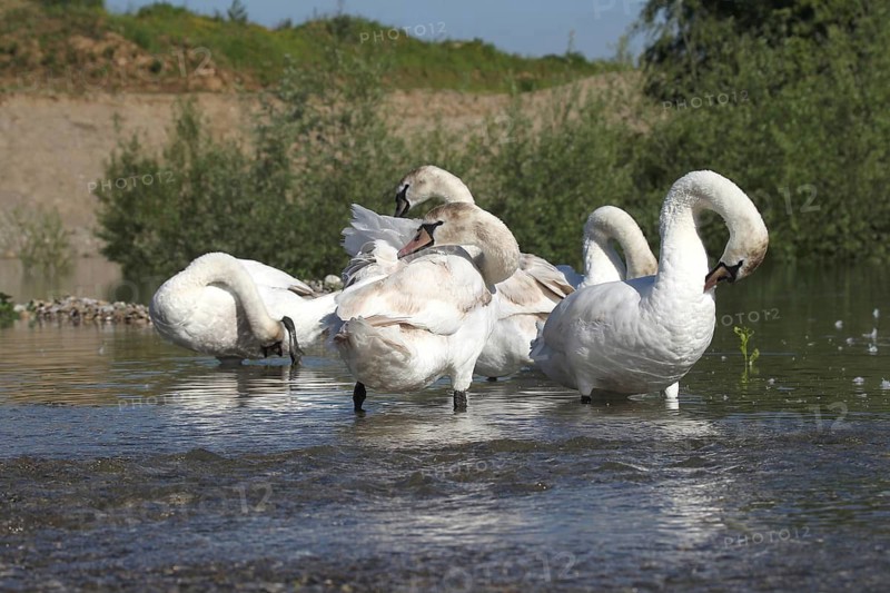 Mute swan (Cygnus olor) Feather care in the shallow water of a gravel pit, Allgäu, Bavaria, Germany, Allgäu, Bavaria, Germany