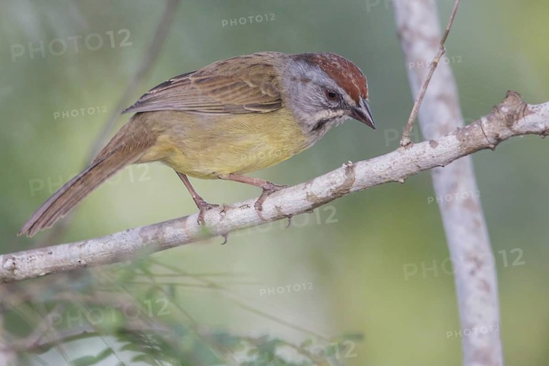 Zapata Sparrow (Torreornis inexpectata) perched on a branch in Cuba